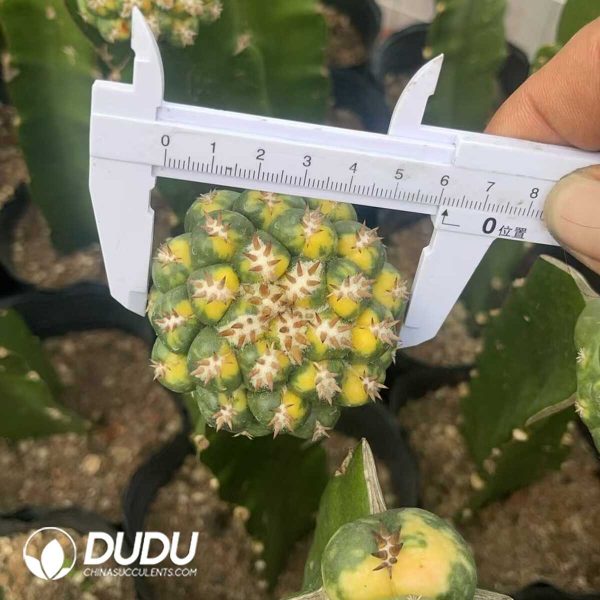 (Grafted)Coryphantha elephantidens - Image 2