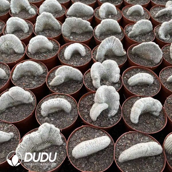 (Grafted)Lobivia albolanata f. cristata - Image 2