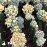 (Grafted)Coryphantha Spiny Ivory Variegatd - Image 2