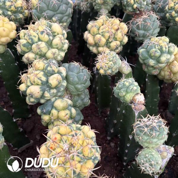 (Grafted)Coryphantha Spiny Ivory Variegatd - Image 2