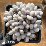 Pachyphytum Egg Beauty Clustering - Image 2