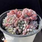 Echeveria Naya Clustering - Image 2