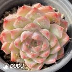 Echeveria Peach Queen - Image 2