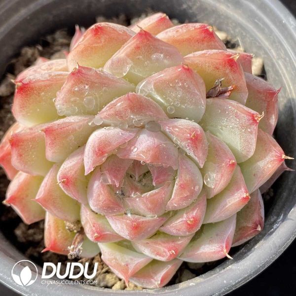 Echeveria Peach Queen - Image 2