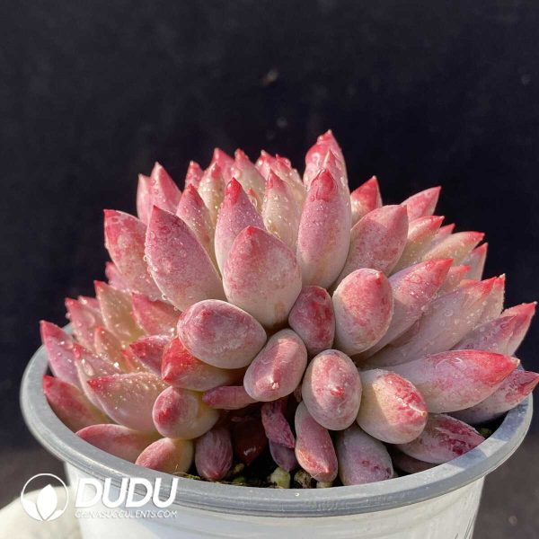 Pachyphytum Goldfish Hime Clustering - Image 2