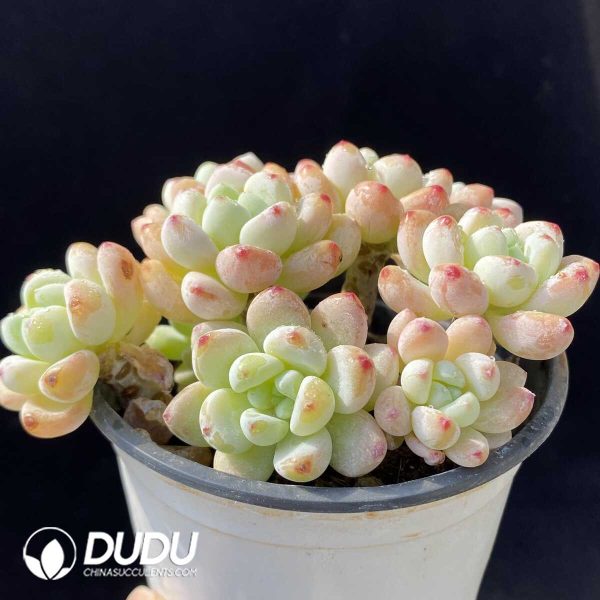 Sedum Clavatum Clustering - Image 2