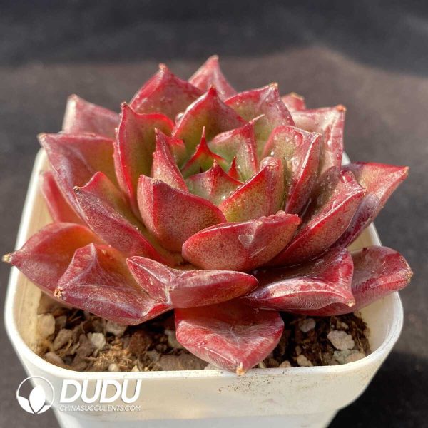 Echeveria Xvanye - Image 2