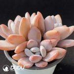 Graptoveria Pink Rabbit Clustering - Image 2