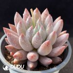 Pachyphytum Goldfish Hime - Image 2