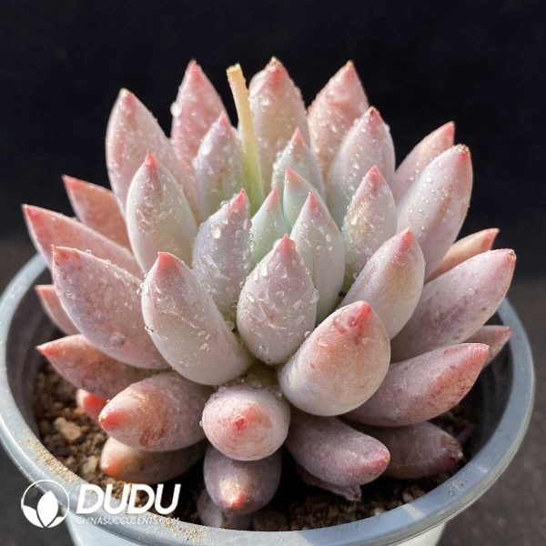 Pachyphytum Goldfish Hime - Image 2