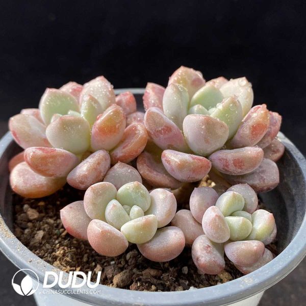 Echeveria Painted Frills Clustering - Image 2