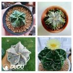 500Pcs Astrophytum Walnut Seeds - Image 2