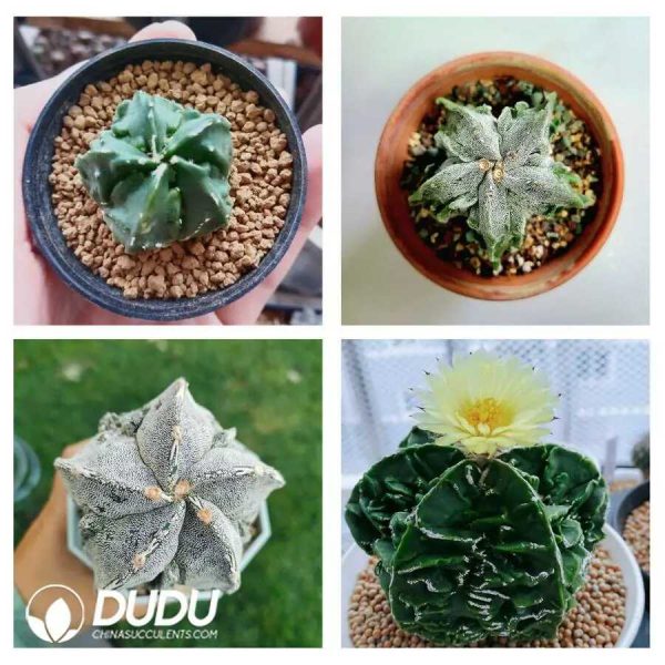 500Pcs Astrophytum Walnut Seeds - Image 2