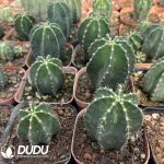 (Seed Grown)Echinocereus subinermis - Image 2