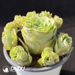 Aeonium Greenovia Clustering - Image 2