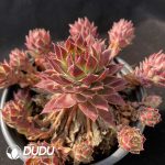Sempervivum Hebao Clustering - Image 2