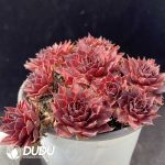 Sempervivum Mightiness Clustering - Image 2