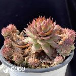 Sempervivum Summer Music Clustering - Image 2