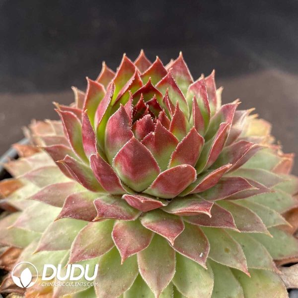 Sempervivum Orange Light Clustering - Image 2