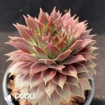 Sempervivum Pacific Spirit Clustering - Image 2