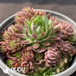 Sempervivum Staphylococcus Clustering - Image 2