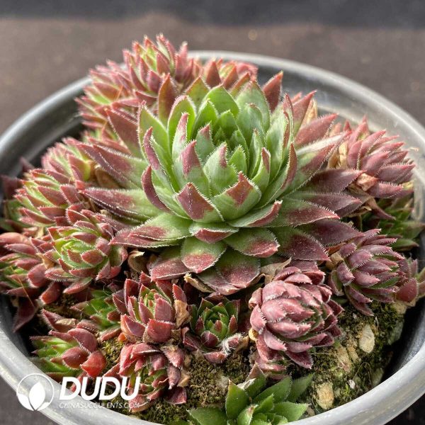 Sempervivum Staphylococcus Clustering - Image 2