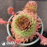 Sempervivum Red Rubin Clustering - Image 2