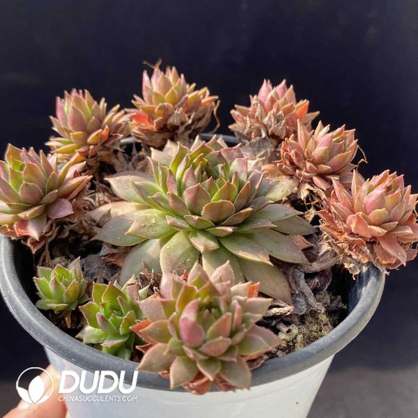 Sempervivum Anubis Clustering - Image 2