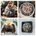 500Pcs Cactus-purple asterias Seeds - Image 2