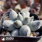 Adromischus Cooperi v. Festivus - Image 2