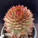 Sempervivum Brilliance Of Deven Clustering - Image 2