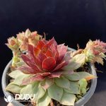 Sempervivum Blown Jewelry Clustering - Image 2