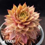Sempervivum Peggy - Image 2