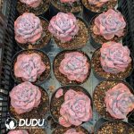 Echeveria Rain Drop Variegated - Image 2