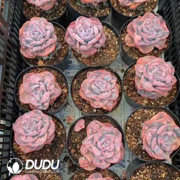 Echeveria Rain Drop Variegated - Image 2