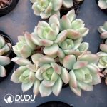 Echeveria Markus Variegated - Image 2