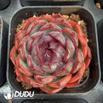 Echeveria Qiao Le Zi - Image 2