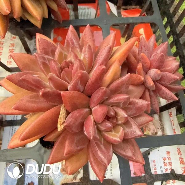 Echeveria Misty Bubbles Clustering - Image 2