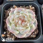 Echeveria Sugar Heart Mint - Image 2