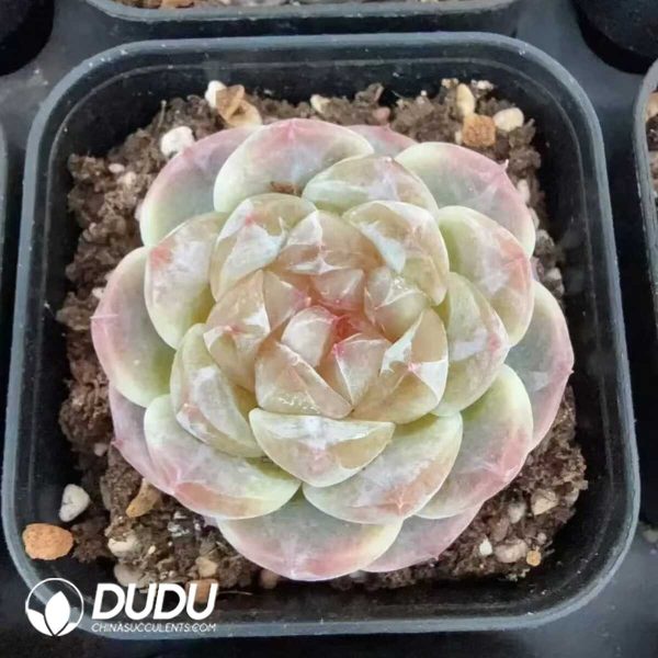 Echeveria Sugar Heart Mint - Image 2