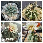 500Pcs Cactus-Gymnocalycium vatteri Seeds - Image 2