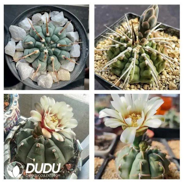 500Pcs Cactus-Gymnocalycium vatteri Seeds - Image 2