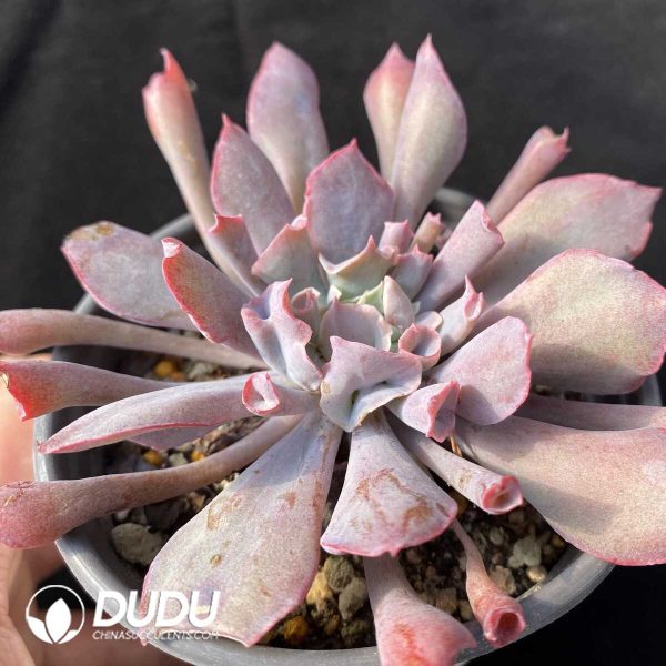 Echeveria Trumpet Pinky/ Magic Flute - Image 2