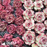 Echeveria Montblanc - Image 2