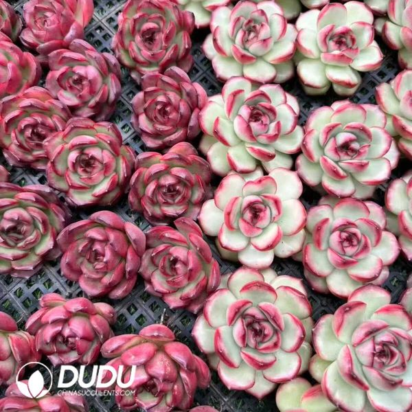 Echeveria Montblanc - Image 2