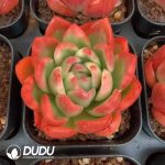 Echeveria Crystal Jenny Maria Vairegated - Image 2