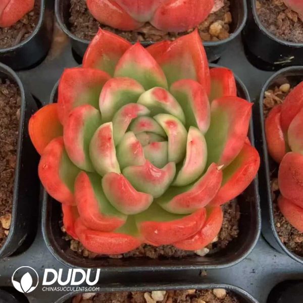 Echeveria Crystal Jenny Maria Vairegated - Image 2