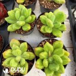 Echeveria Ulivian Stone Variegated - Image 2