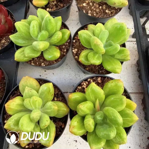 Echeveria Ulivian Stone Variegated - Image 2