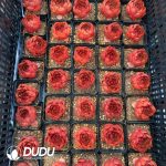 Echeveria Mountain Rose - Image 2